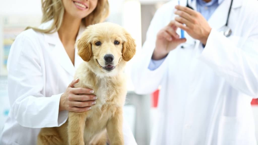 How Often Should My Pet Be Vaccinated? Answers From A Sarina Vet